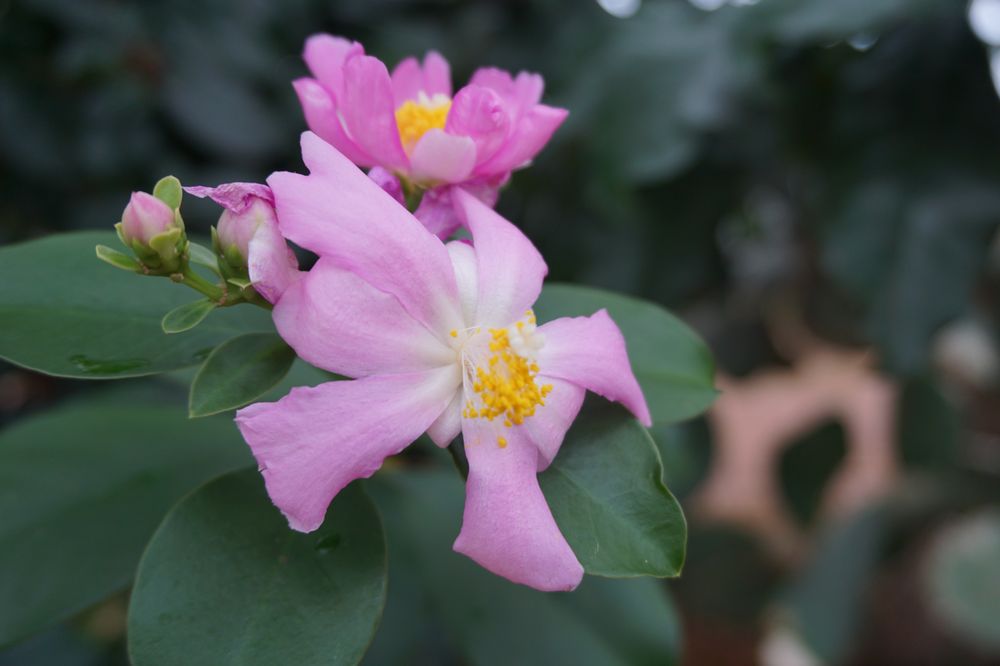 Photo of Birmingham Botanical Gardens