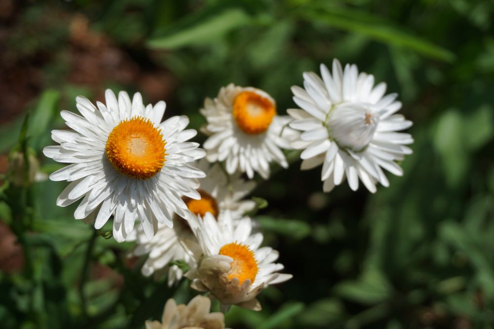 Photo of Birmingham Botanical Gardens