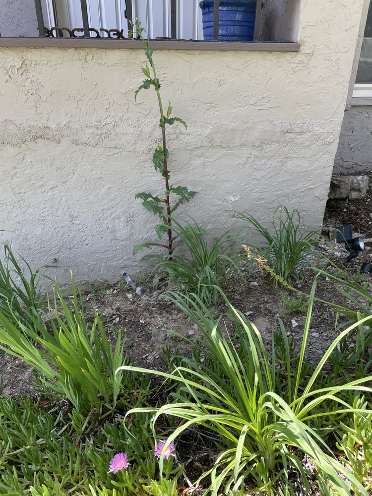 Photo of Green Horizons Landscape Maintenance