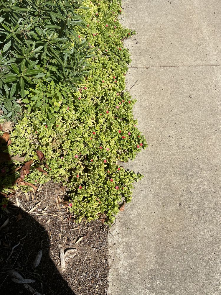 Photo of Green Horizons Landscape Maintenance