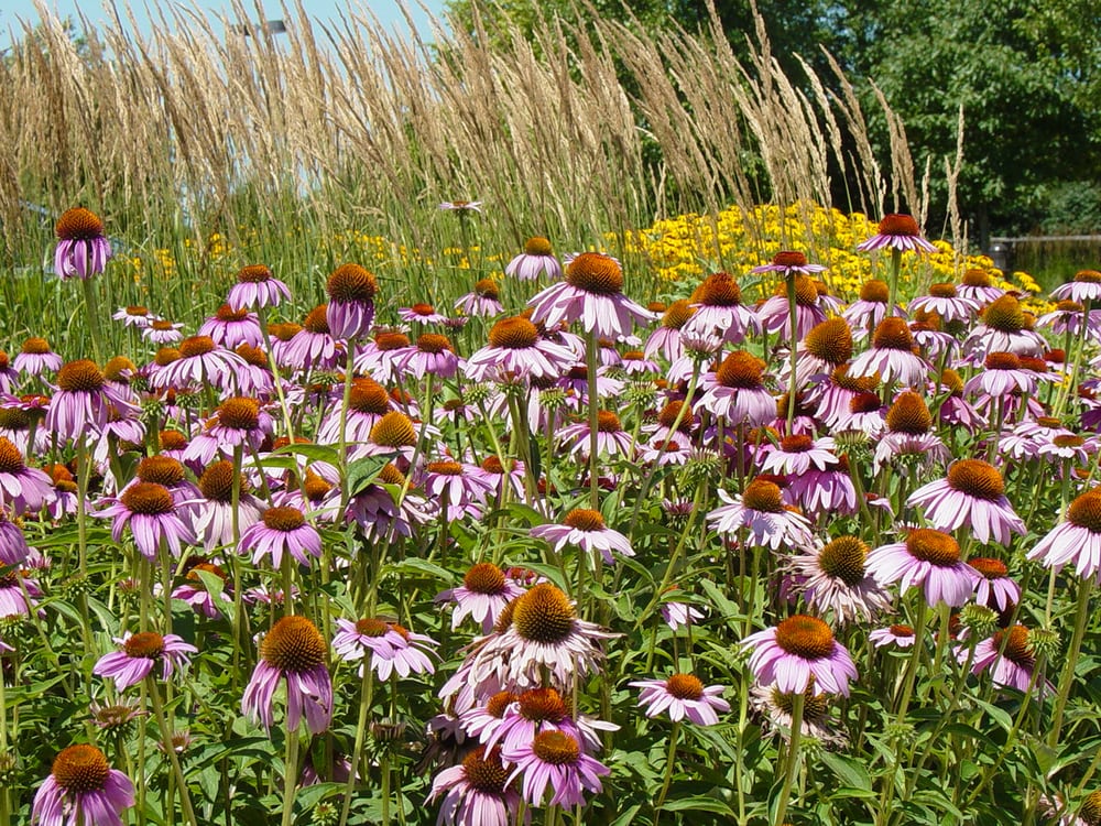 Photo of Embassy Landscape Group