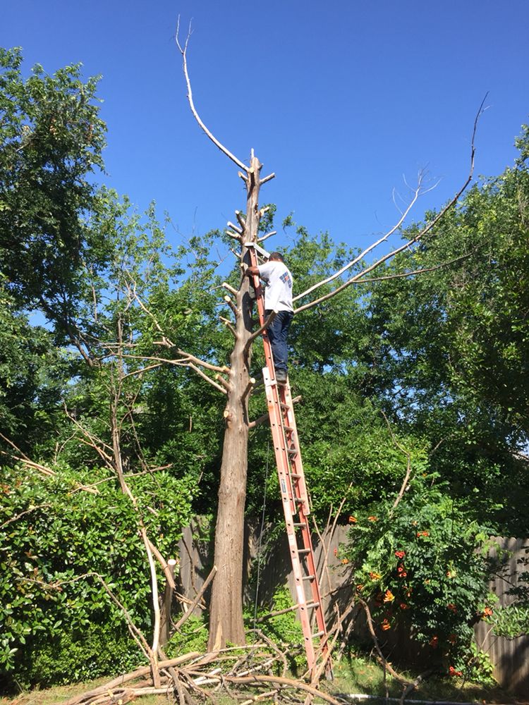 Photo of Pete's Concrete and Trees