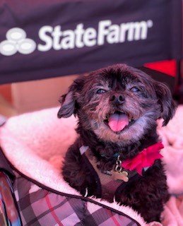 Photo of Adam Chamorro - State Farm Insurance Agent