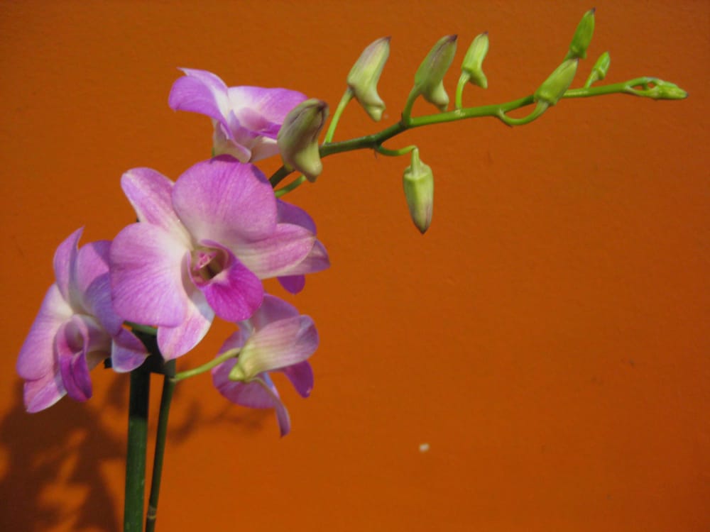 Photo of Floristería Jacaranda