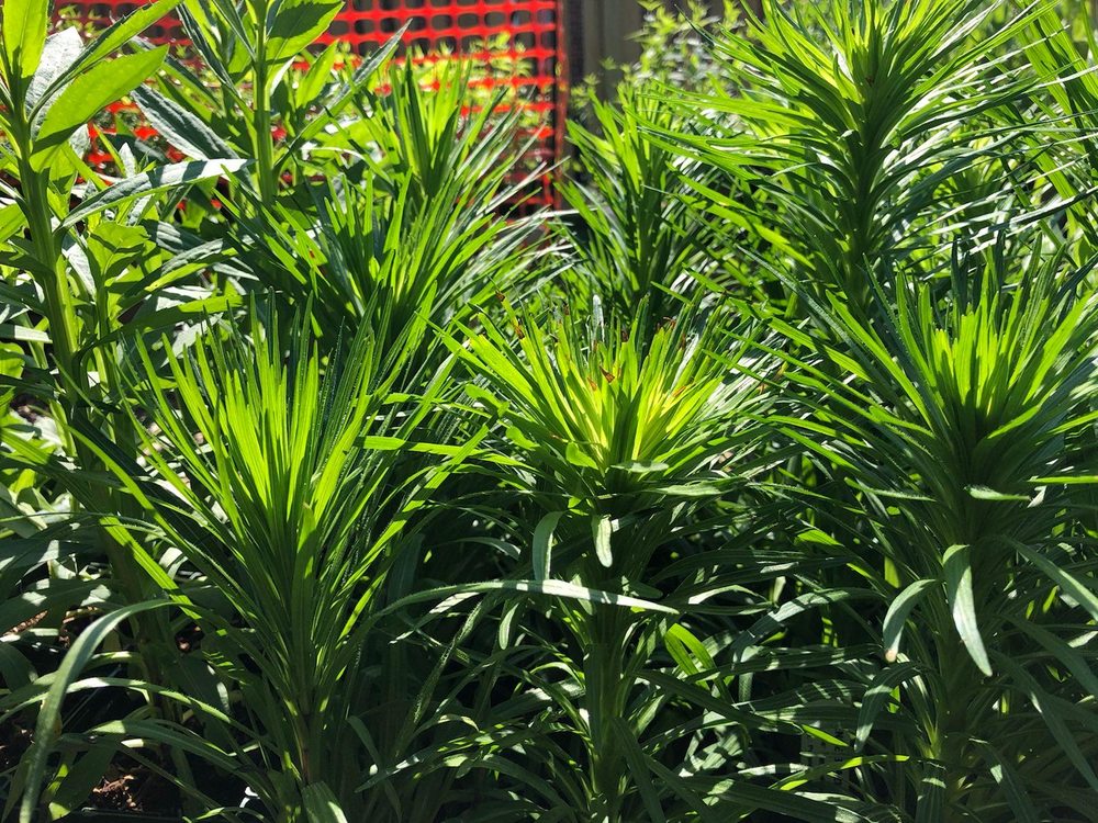 Photo of Swamp Rose Co-op