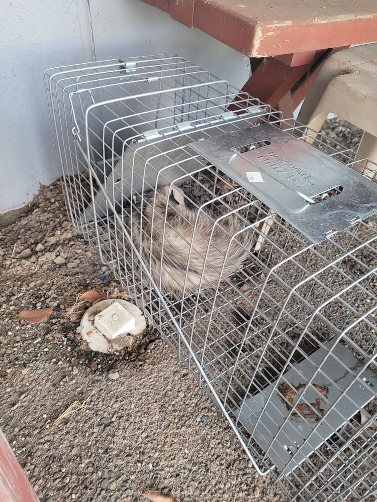Photo of ASAP Rodent Solutions