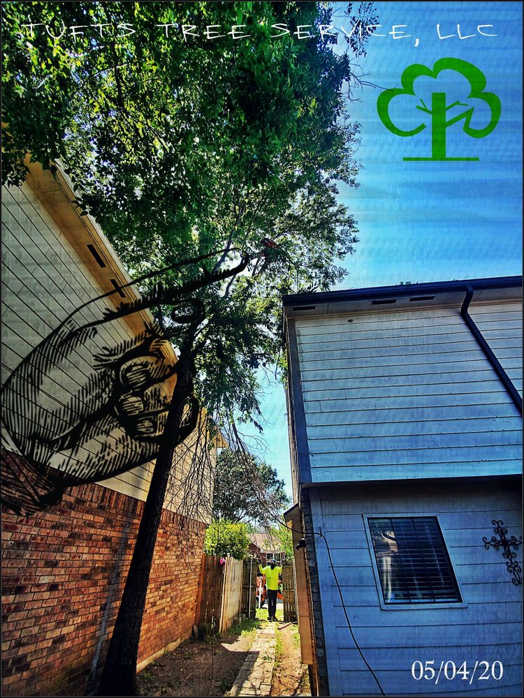 Photo of Tufts Tree Service