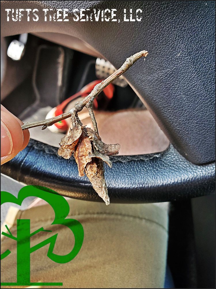 Photo of Tufts Tree Service