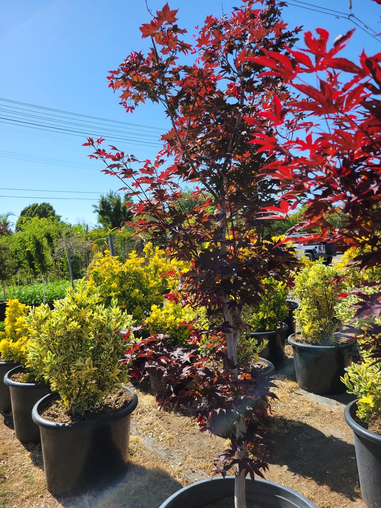 Photo of The Standard Design Group Nurseries