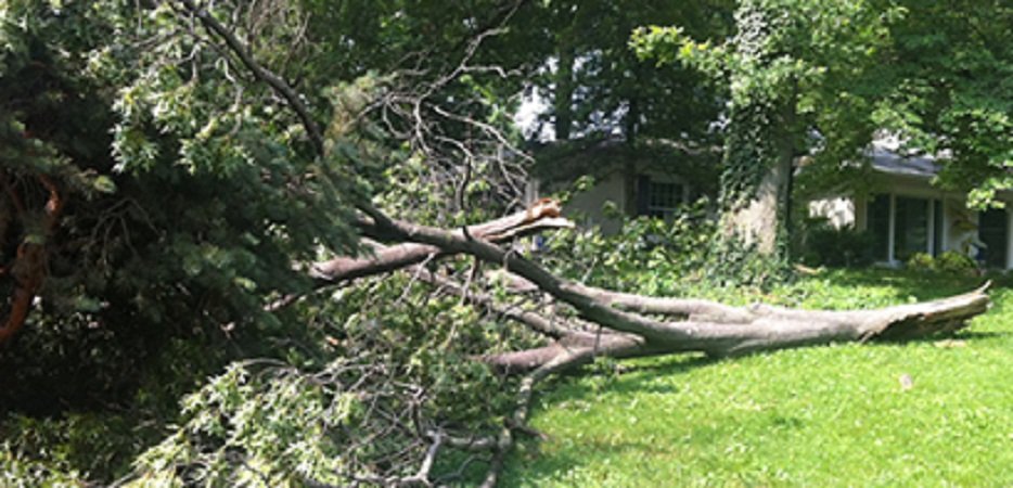 Photo of Arch City Tree