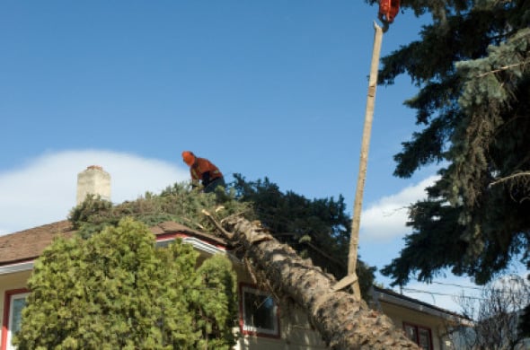 Photo of Boulder Hill Tree Service
