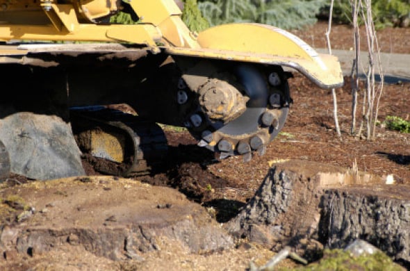 Photo of Boulder Hill Tree Service