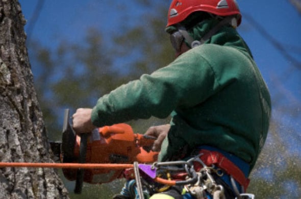 Photo of Boulder Hill Tree Service