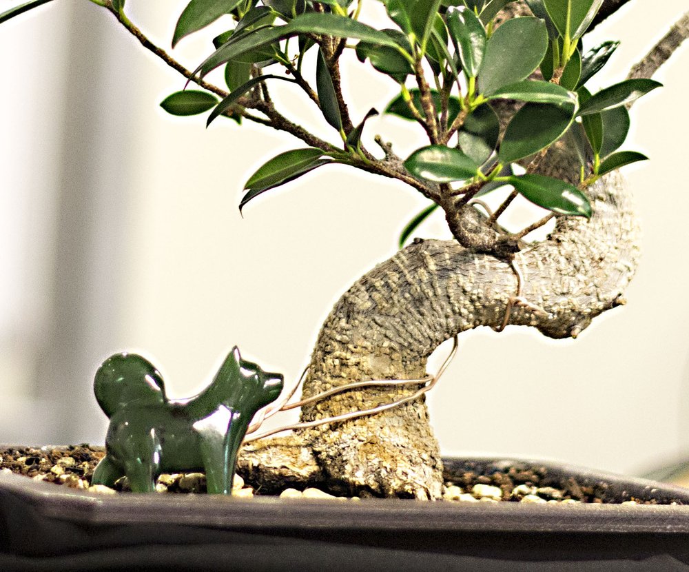 Photo of Jade Dog Capital