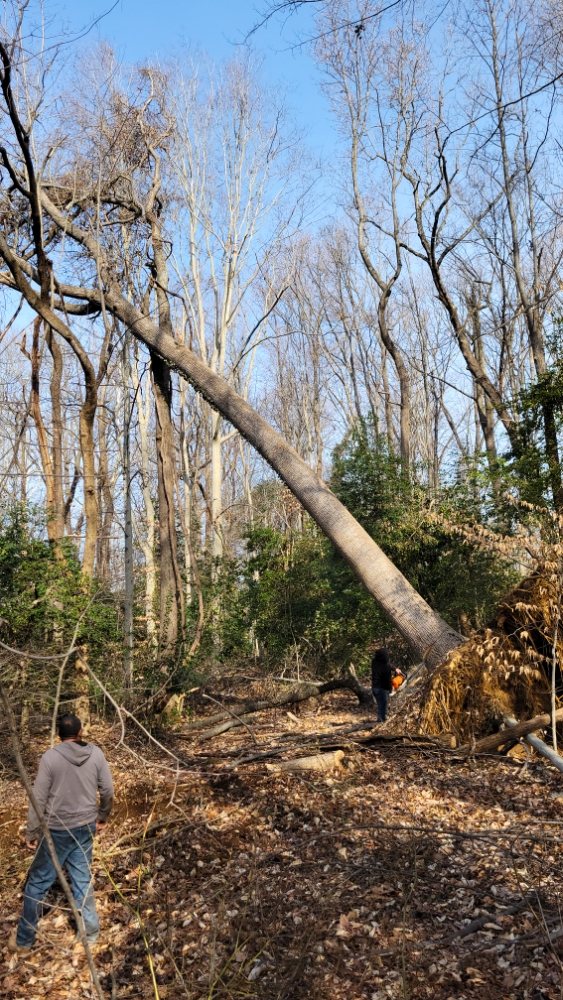 Photo of White Oak Tree Expert