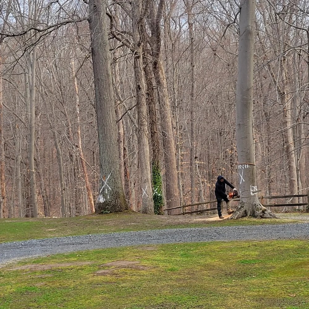 Photo of White Oak Tree Expert