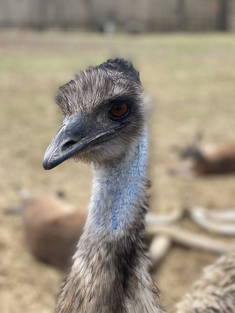 Photo of Cockrills Country Critters