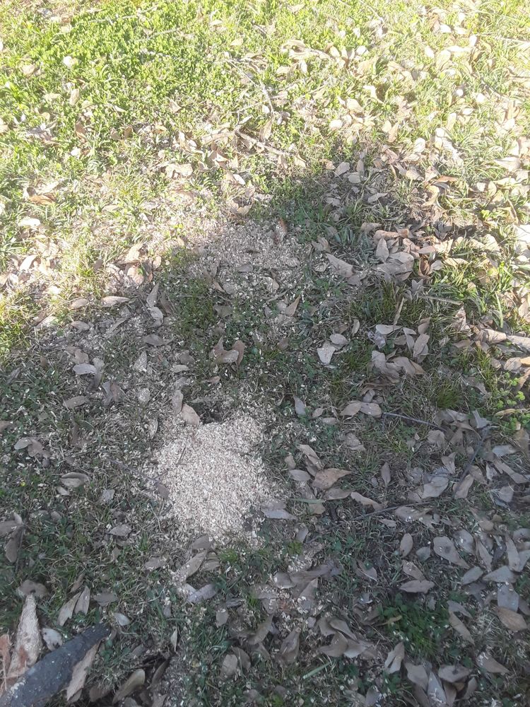 Photo of Woodland Tree Service