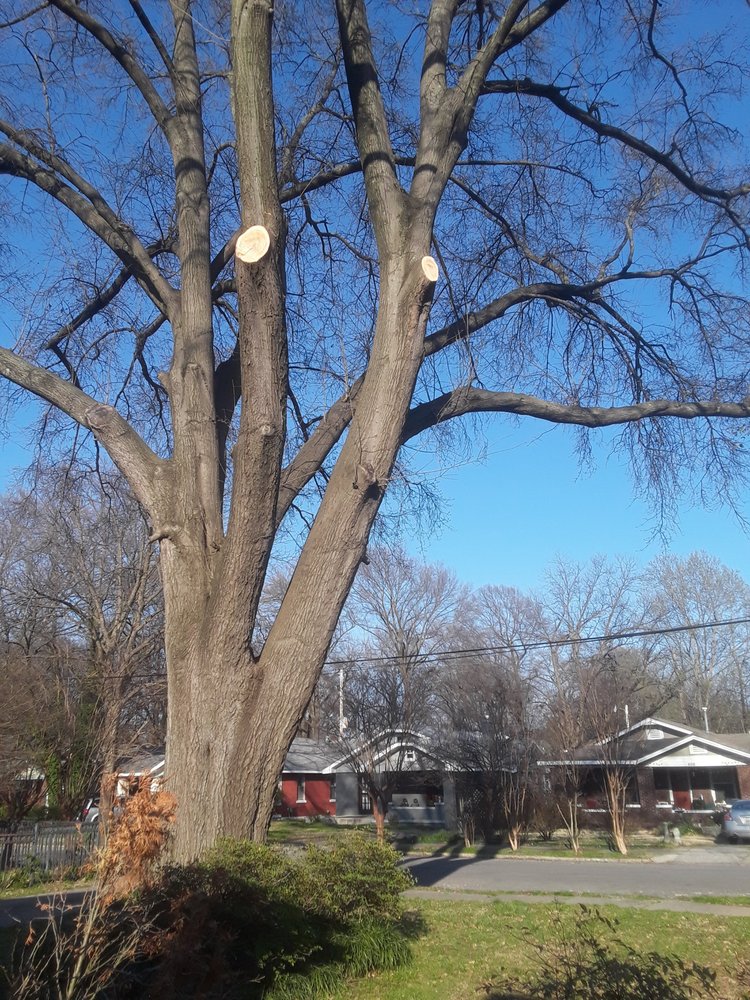 Photo of Woodland Tree Service