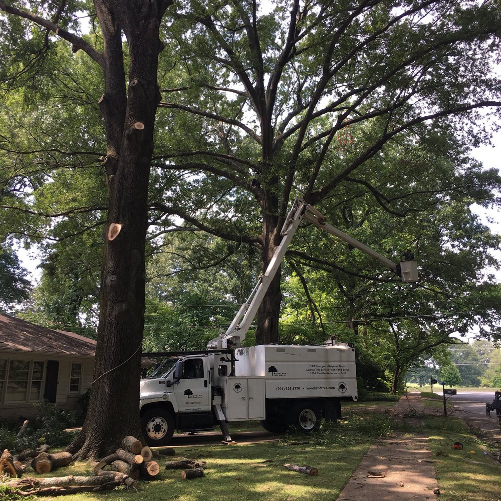 Photo of Woodland Tree Service