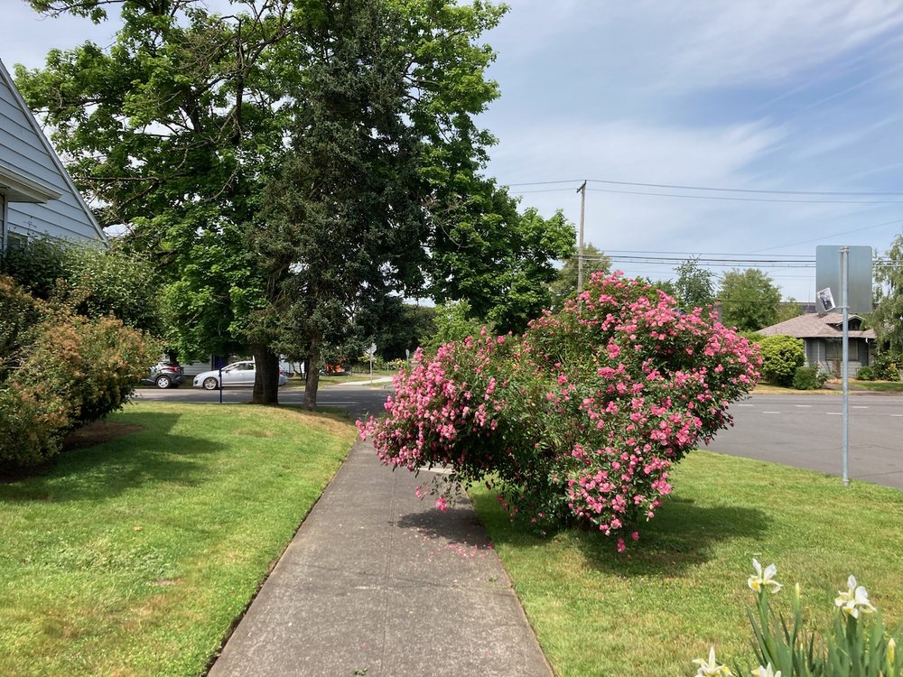 Photo of Rio's Lawn Care