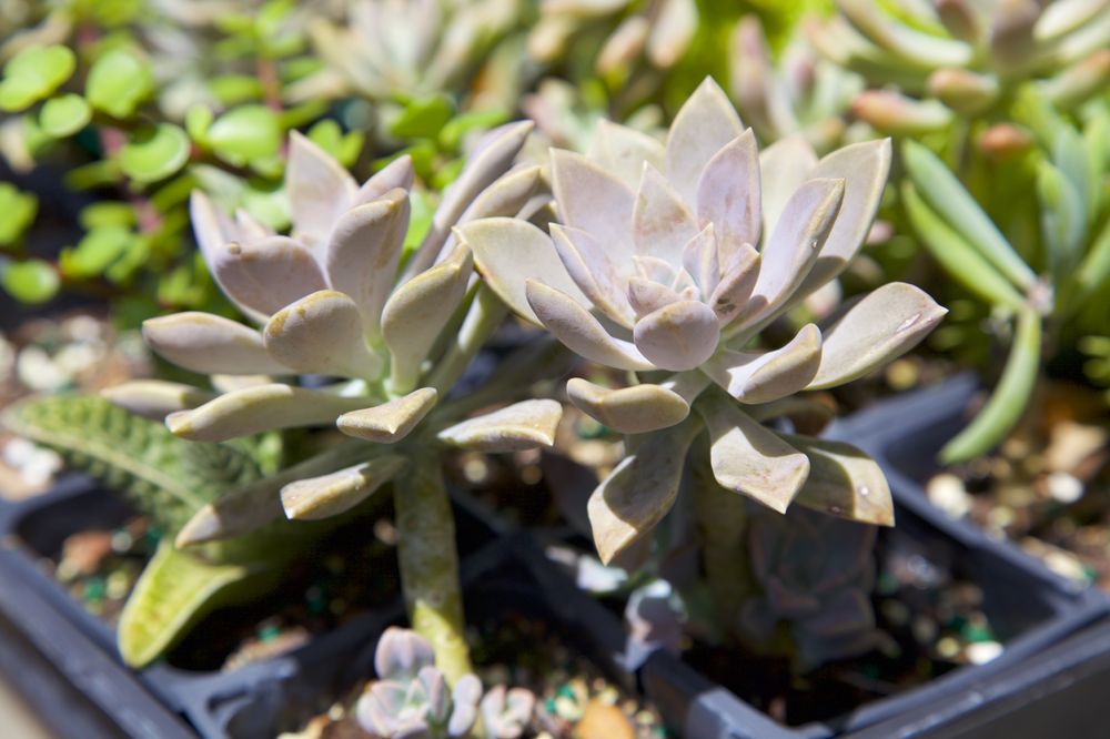 Photo of Nature Scapes Landscape Garden Center