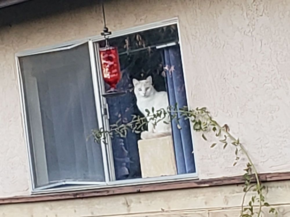 Photo of The Screenman