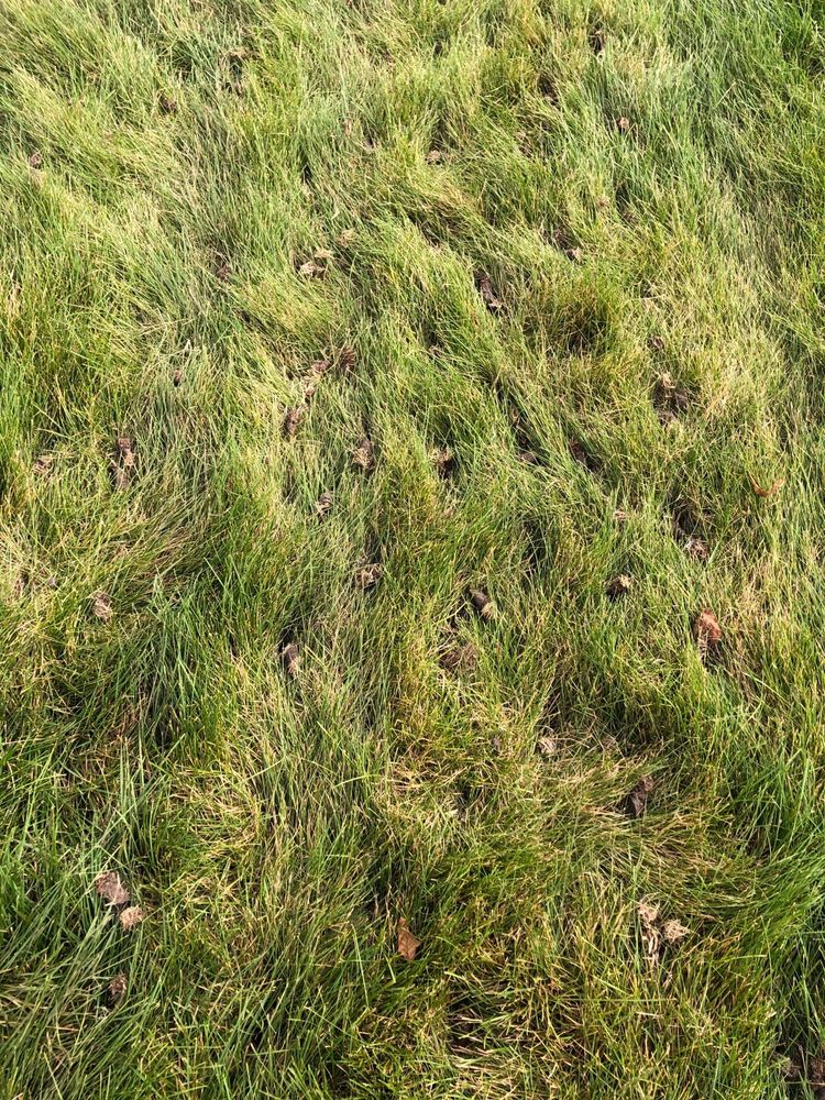 Photo of Fertilawn