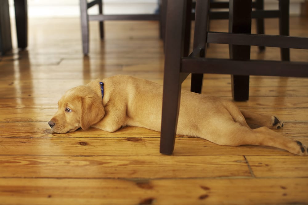 Photo of Oxi Fresh Carpet Cleaning