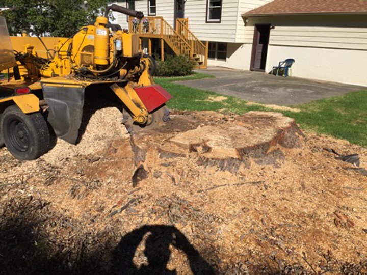 Photo of Sutton Tree Experts