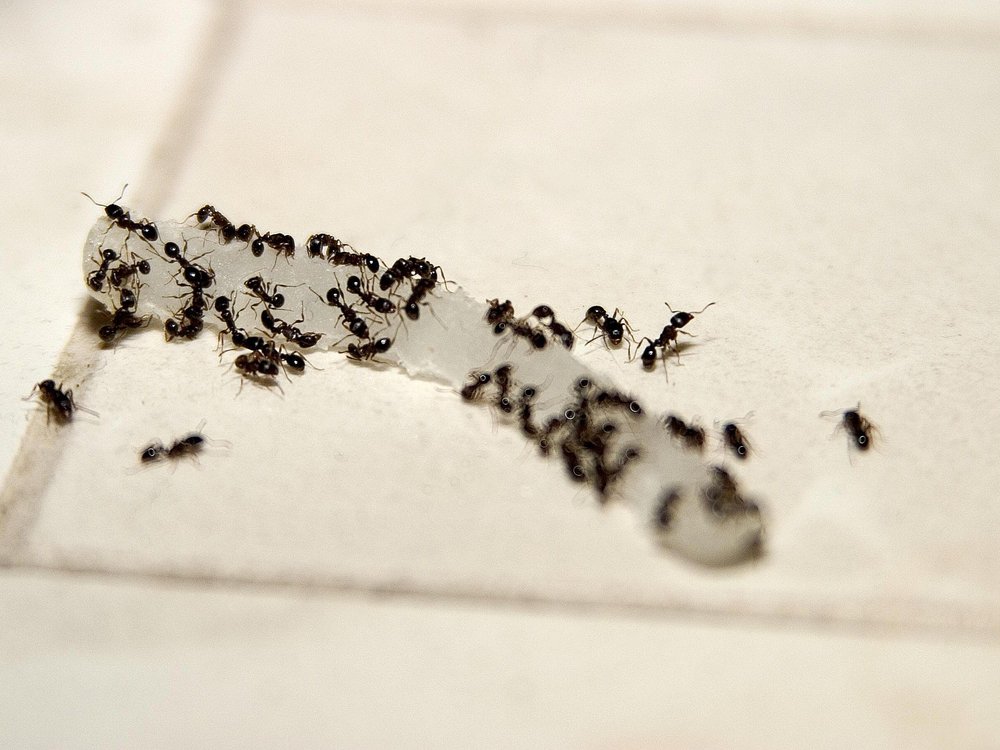 Photo of Pest Free