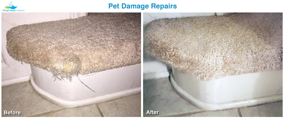 Photo of Flying Carpet Cleaners
