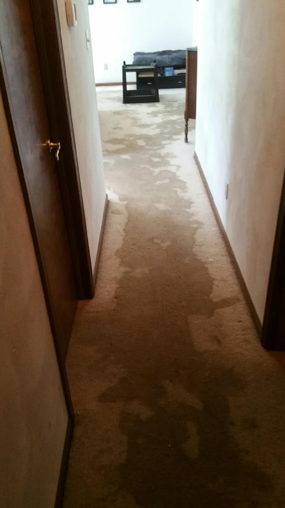 Photo of OKZO Carpet Cleaning Services