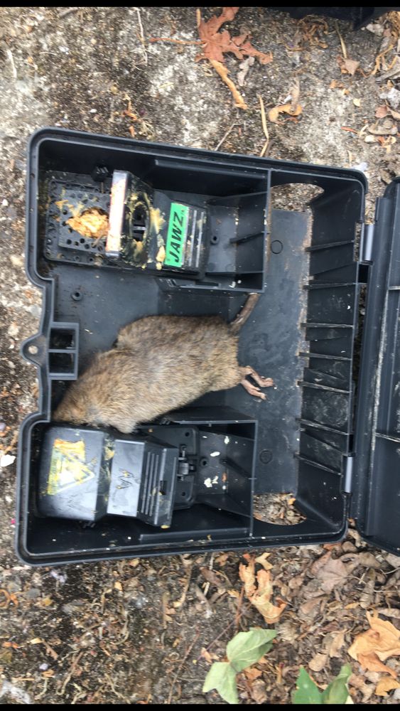 Photo of Allied Pest and Wildlife