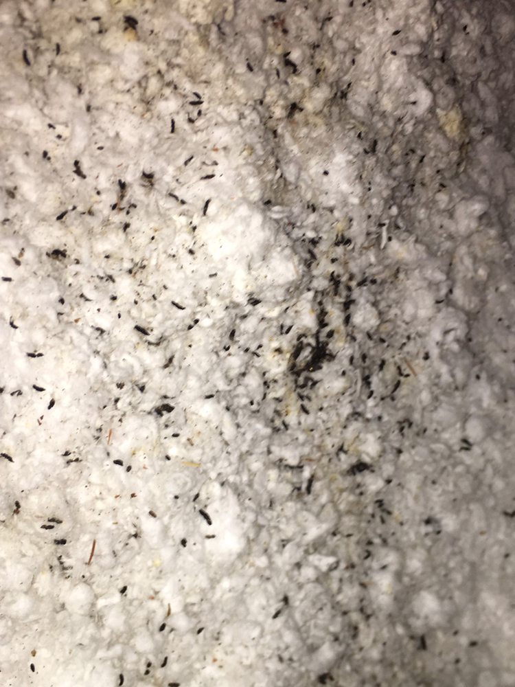 Photo of Allied Pest and Wildlife