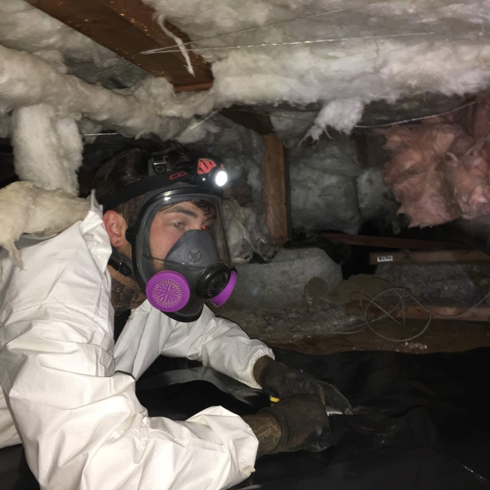 Photo of Allied Pest and Wildlife