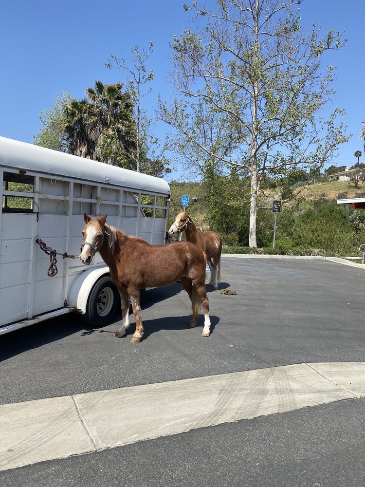 Photo of Party Pony Express Pony Rides