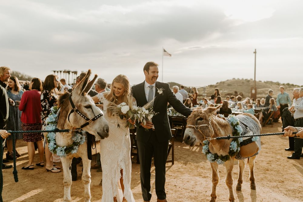 Photo of Party Pony Express Pony Rides