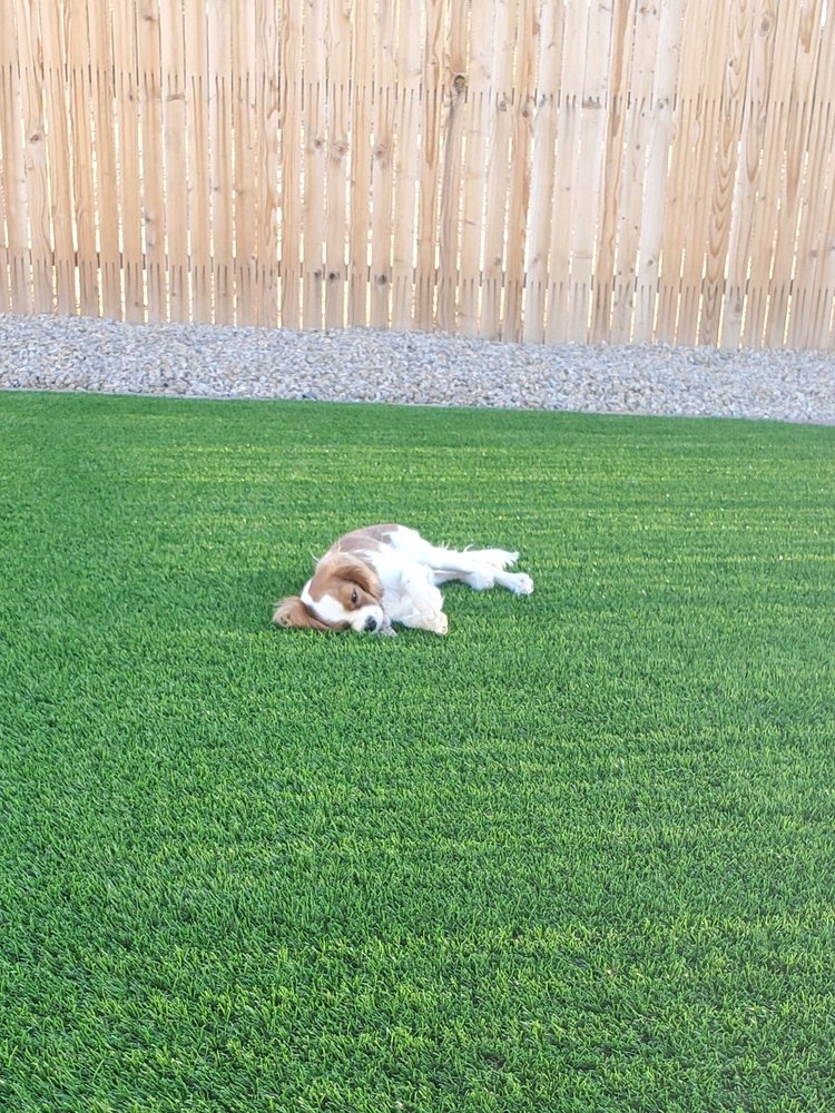 Photo of Green Forever Arizona Synthetic Turf & Pavers