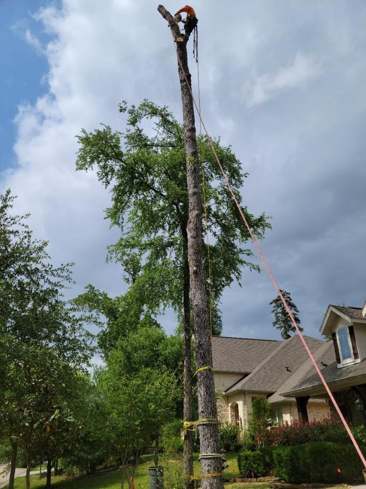 Photo of Rothco Tree Service