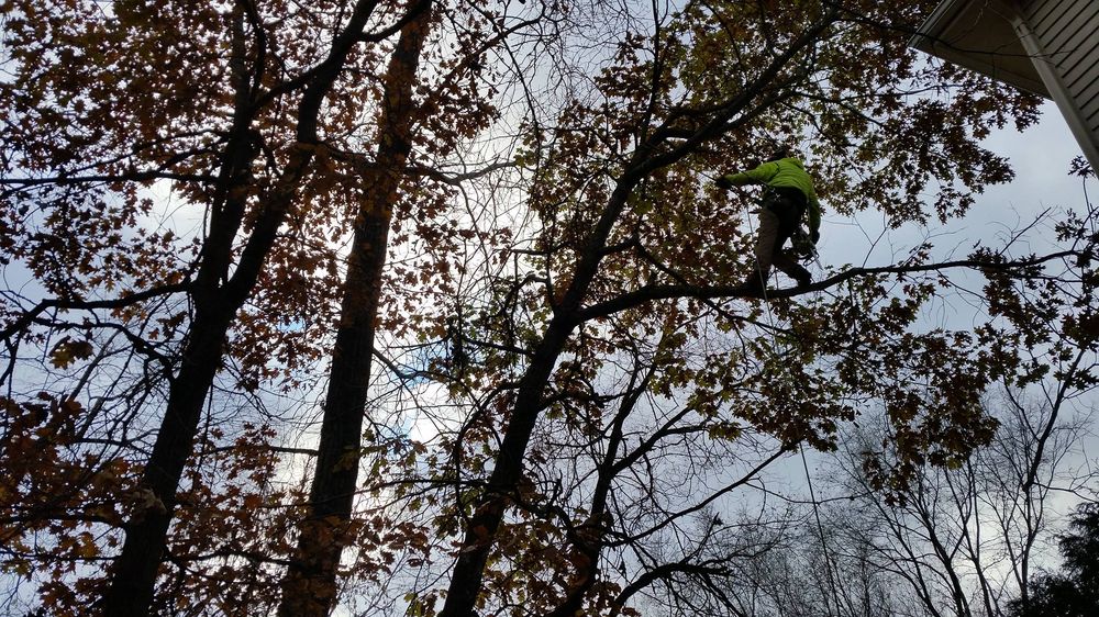 Photo of Shadywood Tree Experts