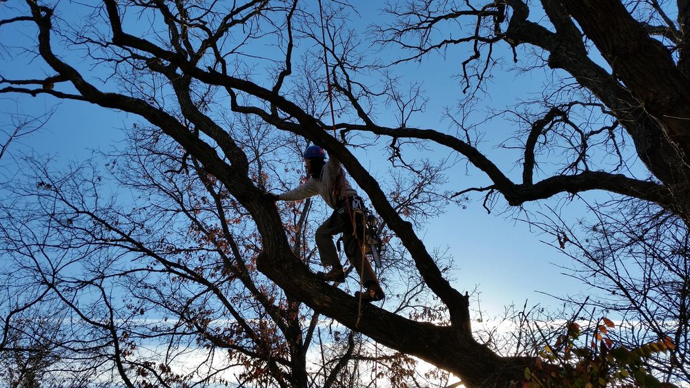 Photo of Shadywood Tree Experts
