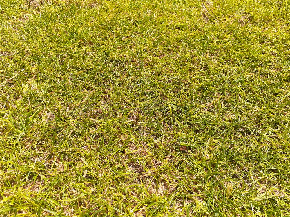 Photo of The Grass Company