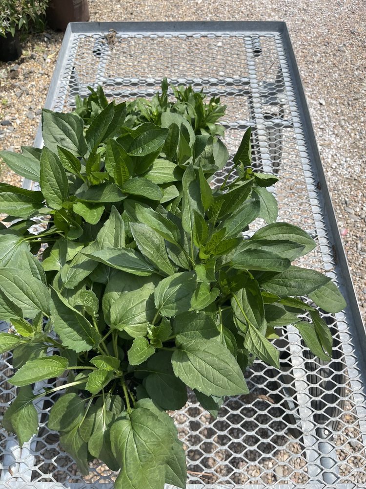 Photo of The Good Earth Garden Center