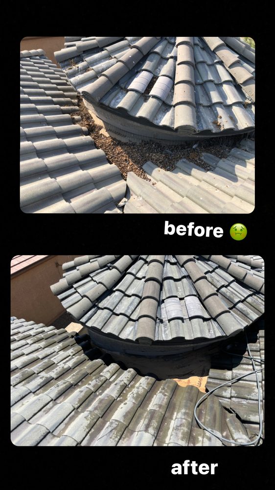 Photo of 702 Pigeon Control