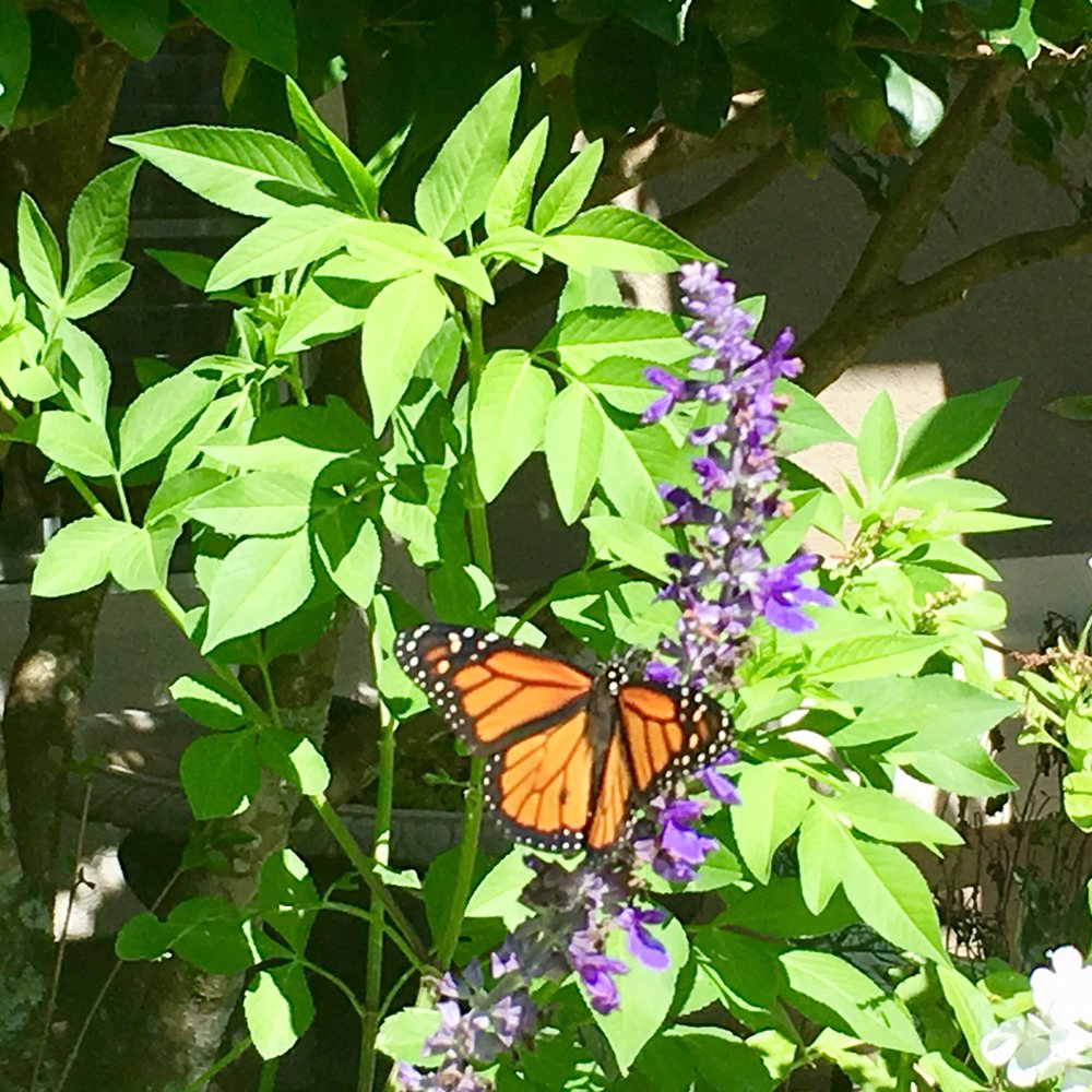 Photo of The Elegant Garden