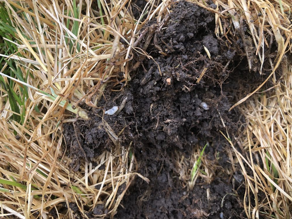 Photo of Nielsen's Lawn Care and Pest control