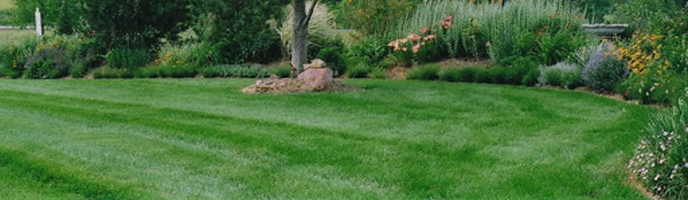 Photo of Picture Perfect Lawn Care Service