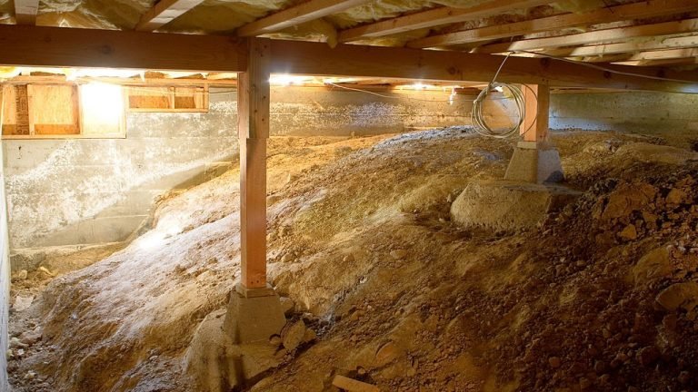 Photo of Bats Foundation Repair Of Canyon Lake