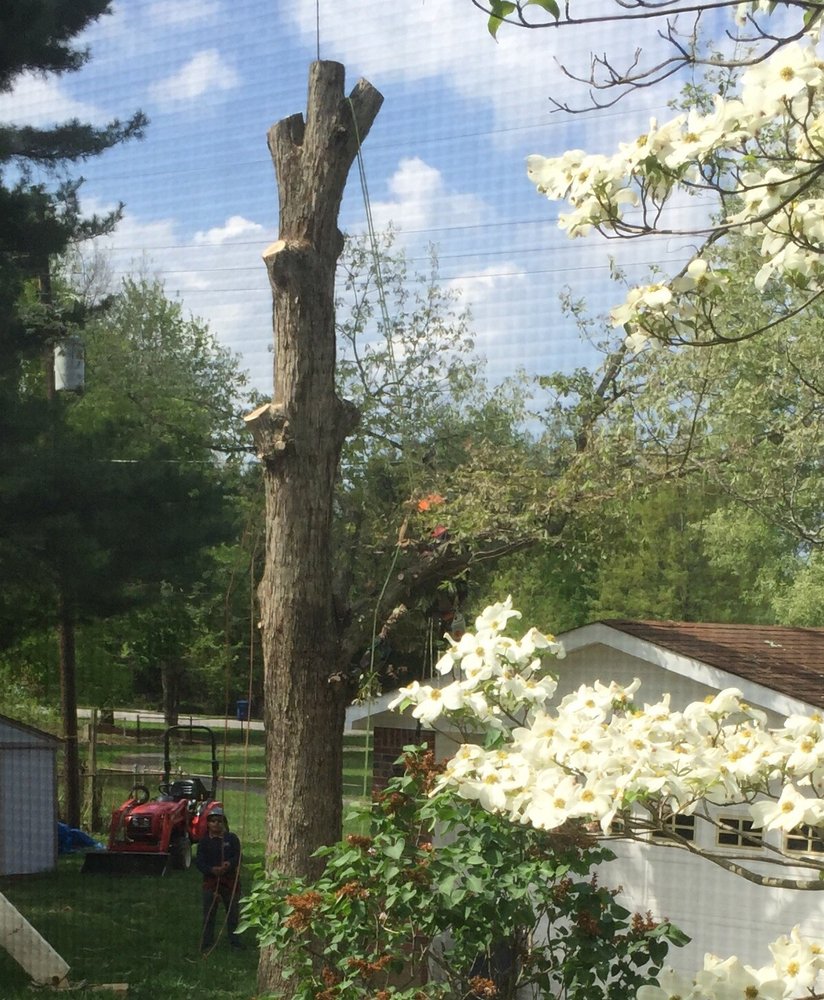 Photo of All In One Tree Service